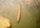 Largs 031.jpg